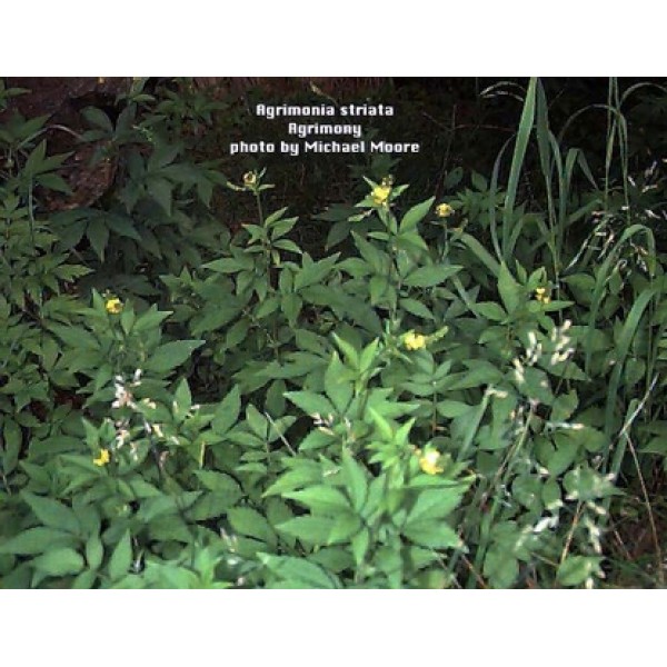 Agrimonia eupatoria Agrimonia eupatoria