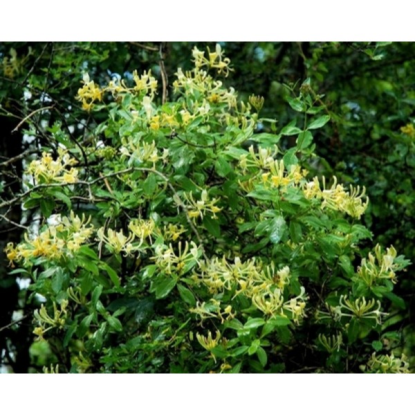Lonicera japonica Lonicera japonica
