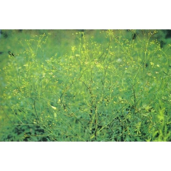 Ledebouriella divaricate Ledebouriella divaricate