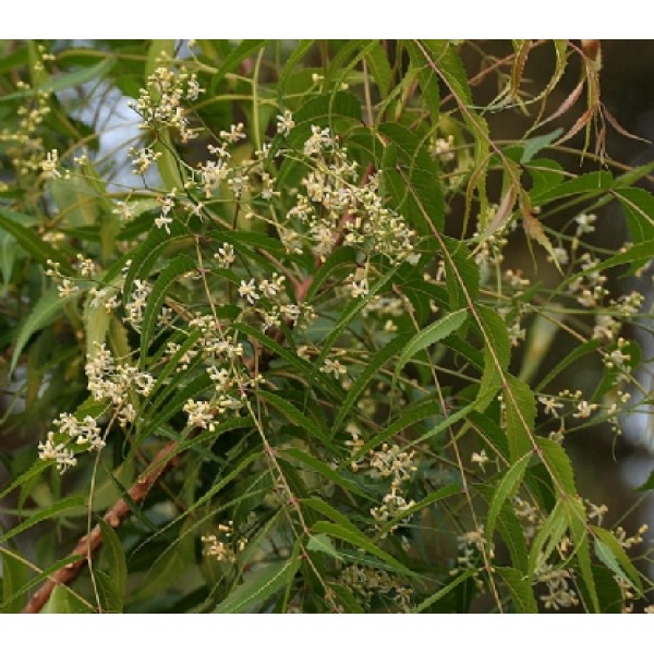Azadirachta indica Azadirachta indica