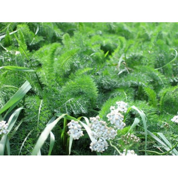 Achillea millefolium Achillea millefolium