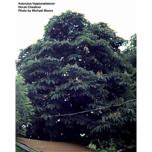 Aesculus hippocastanum Aesculus hippocastanum