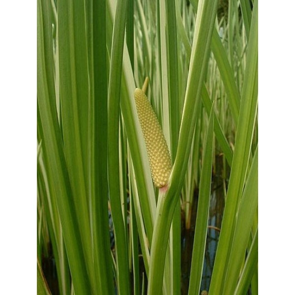 Acorus calamus Acorus calamus