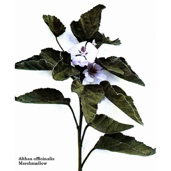 Althea officinalis Althea officinalis