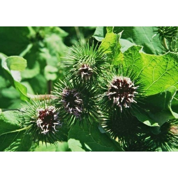 Arctium lappa Arctium lappa