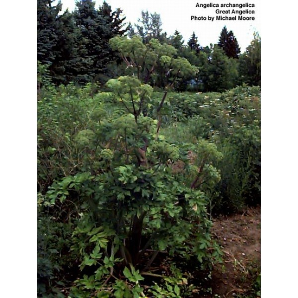 Angelica archangelica Radix Angelica archangelica Radix