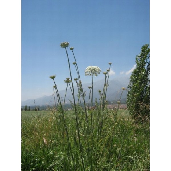 Ammi visnaga Ammi visnaga