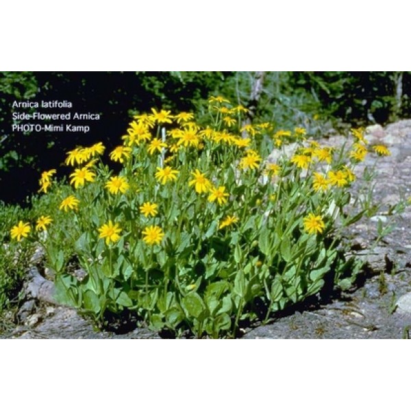 Arnica montana Arnica montana