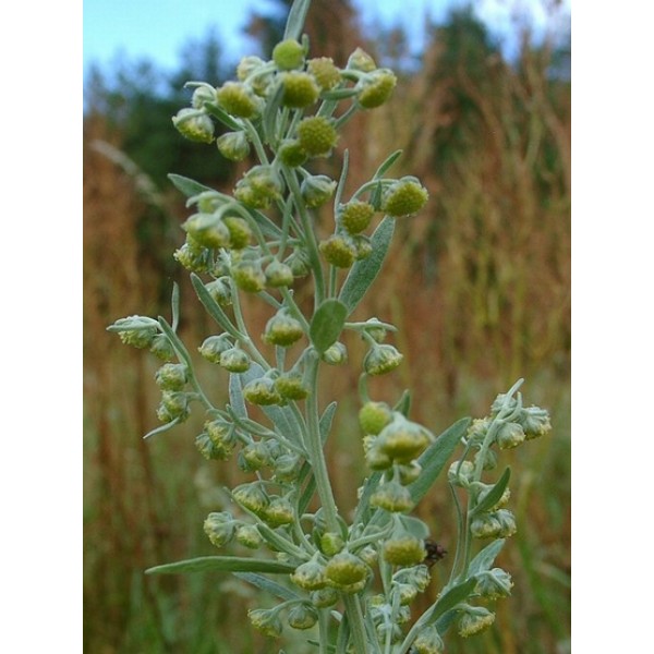 Artemisia absinthium Artemisia absinthium