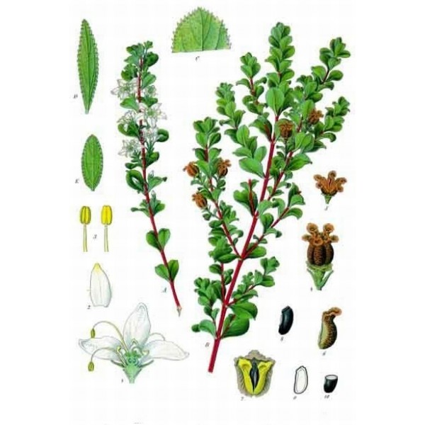 Barosma betulina Barosma betulina