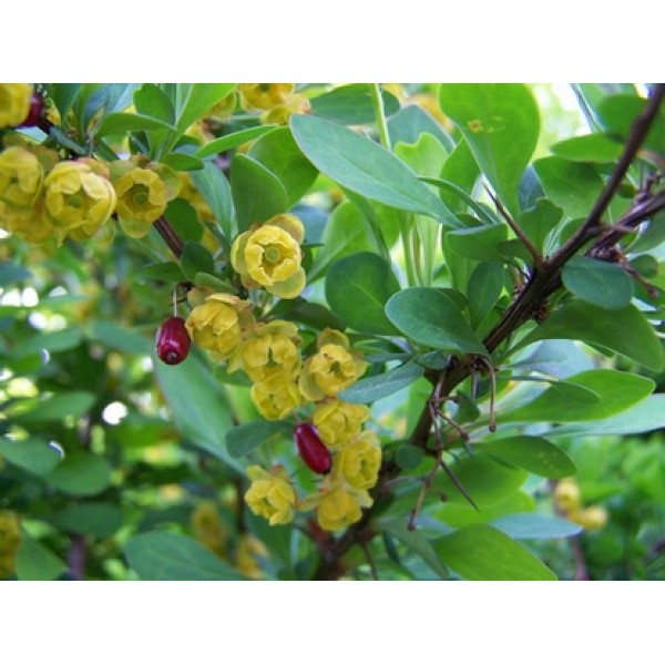 Berberis vulgaris Berberis vulgaris