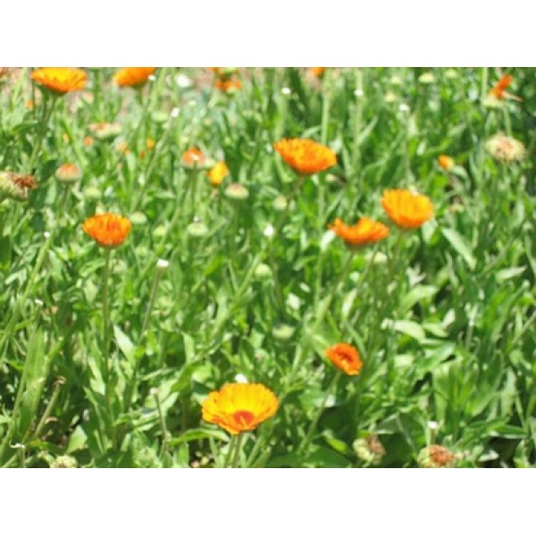 Calendula Officinalis Calendula Officinalis