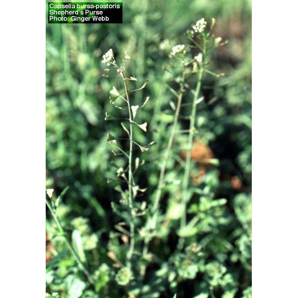 Capsella Bursa Pastoris Capsella Bursa Pastoris