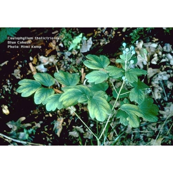 Caulophyllum thalictroides Caulophyllum thalictroides