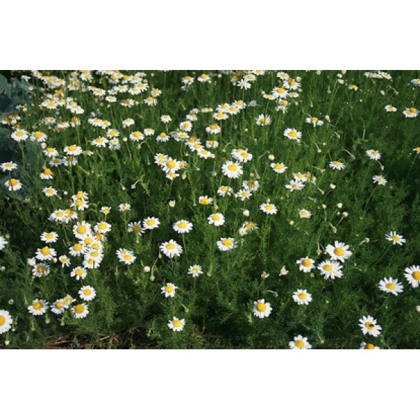 Chamaemelum (Anthemis) nobile Chamaemelum (Anthemis) nobile