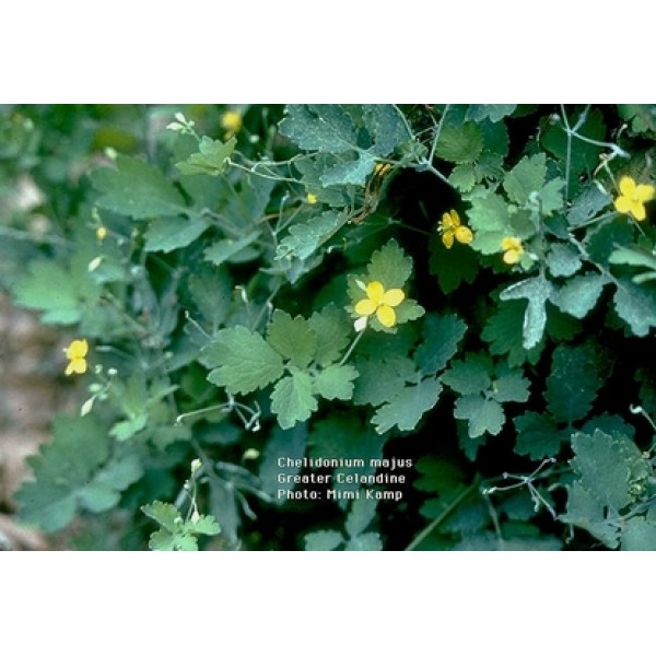 Chelidonium majus Chelidonium majus