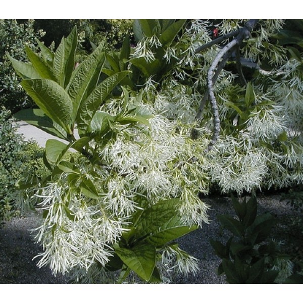Chionanthus virginicus Chionanthus virginicus
