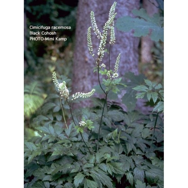 Cimicifuga (Actaea) racemosa Cimicifuga (Actaea) racemosa
