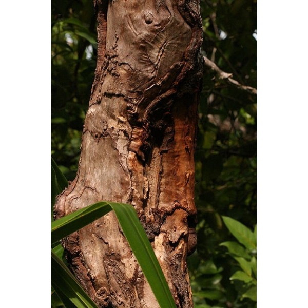 Cinnamomum zeylanicum Cinnamomum zeylanicum