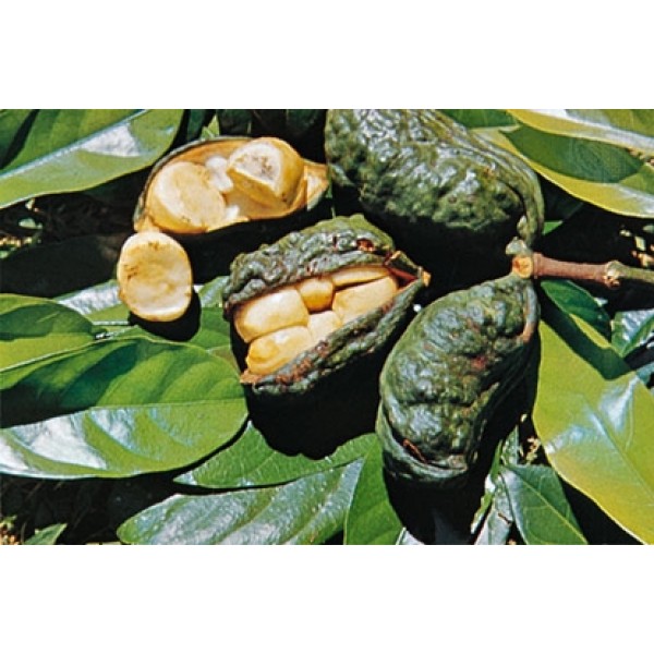 Cola vera nitida Cola vera nitida