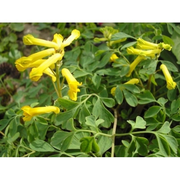 Corydalis yanhusuo Corydalis yanhusuo