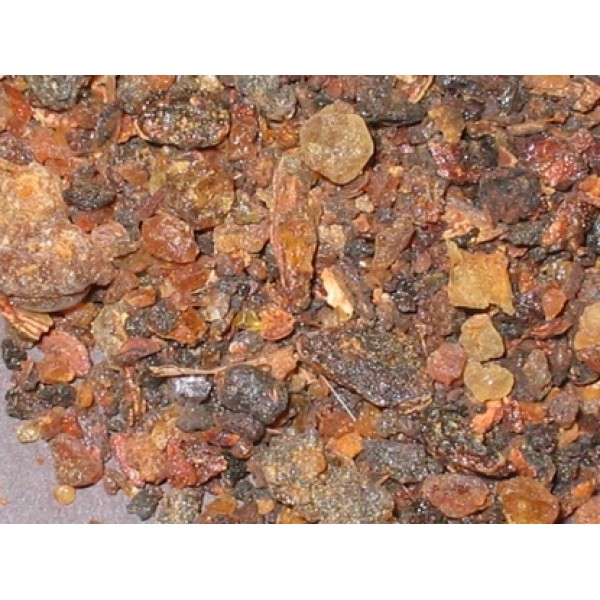 Commiphora mukul Commiphora mukul