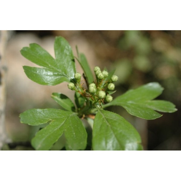 Crataegus spp Crataegus spp