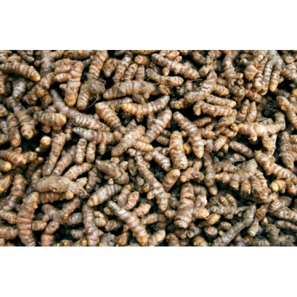 Curcuma longa Curcuma longa