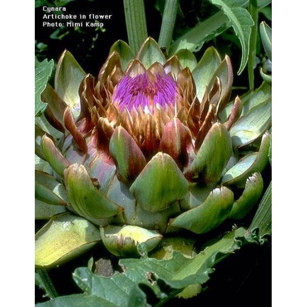 Cynara scolymus cardunculus Cynara scolymus cardunculus