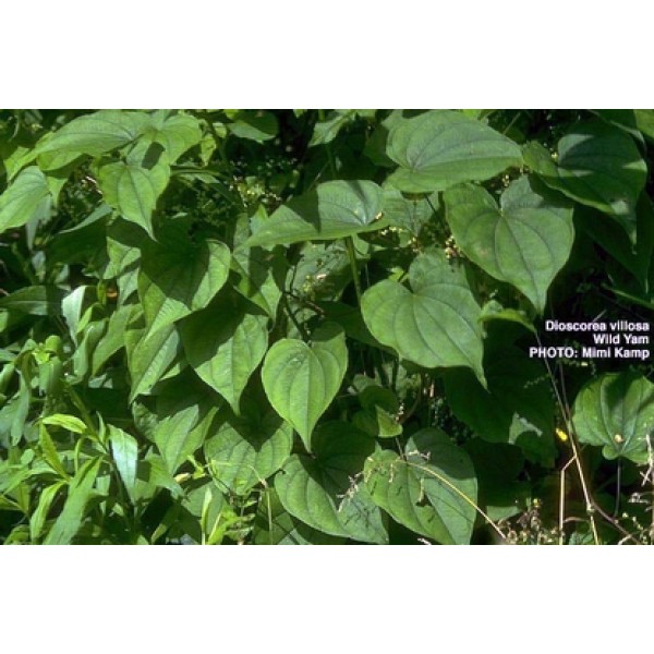 Dioscorea Villosa spp Dioscorea Villosa spp