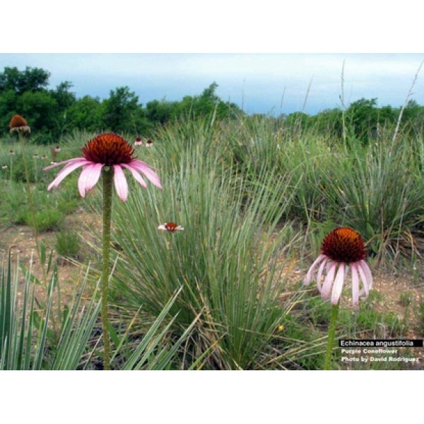 Echinacea spp. Echinacea spp.