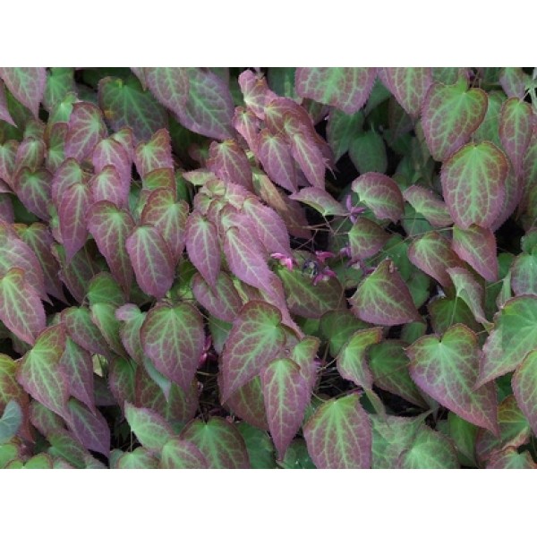 Epimedium grandiflorum Epimedium grandiflorum