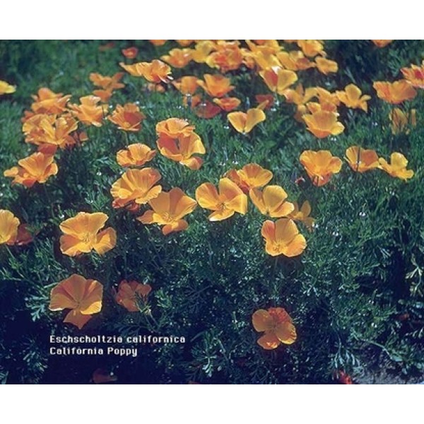 Escholzia California Escholzia California