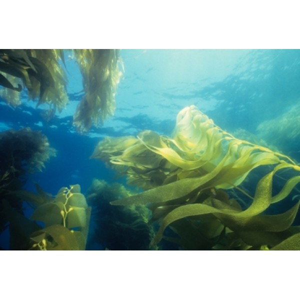 Fucus vesiculosus Fucus vesiculosus