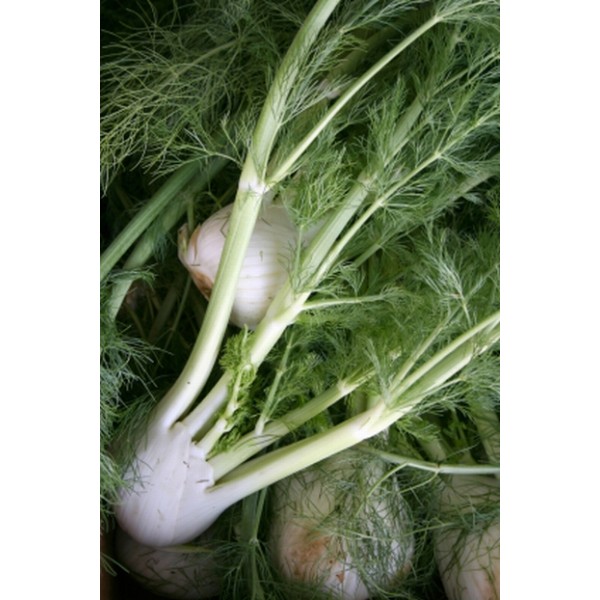 Foeniculum vulgare Foeniculum vulgare