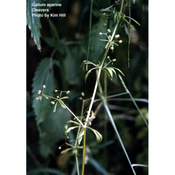 Galium aparine Galium aparine