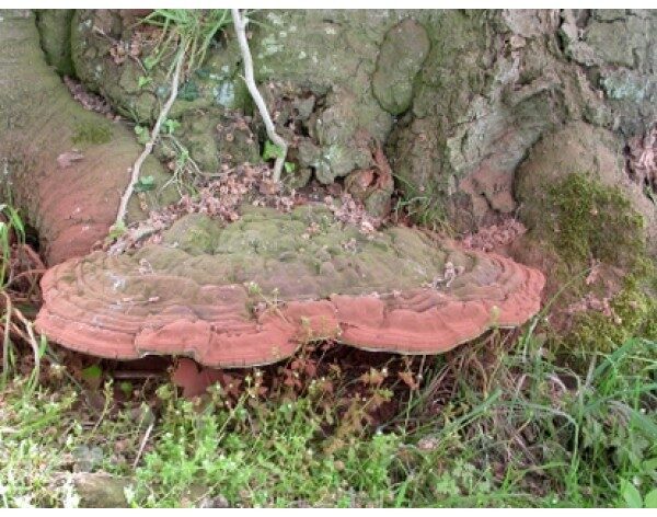 Ganoderma Lucidum