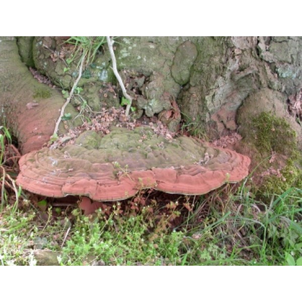 Ganoderma lucidum Ganoderma lucidum