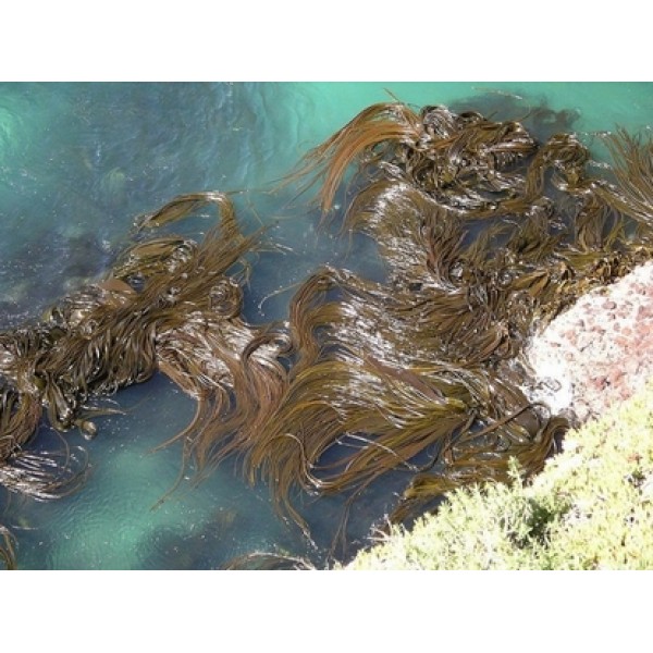 Laminaria spp Laminaria spp