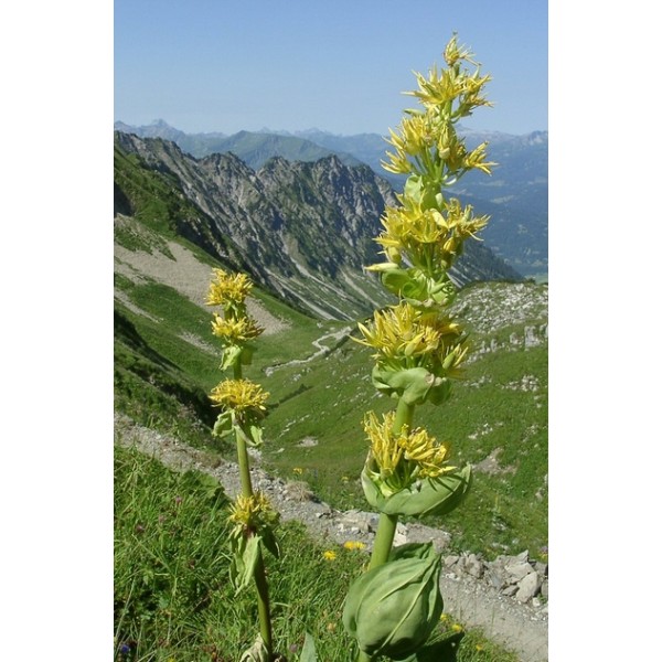 Gentiana Scabra Gentiana Scabra