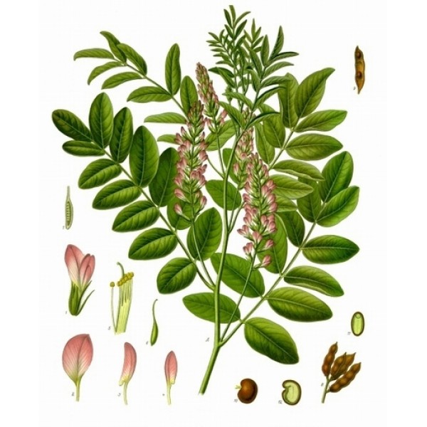 Glycyrrhiza glabra Glycyrrhiza glabra