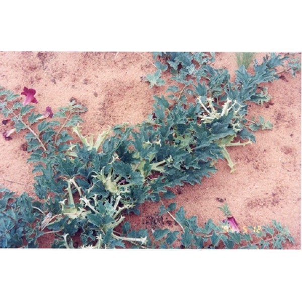 Harpagophytum procumbens Harpagophytum procumbens