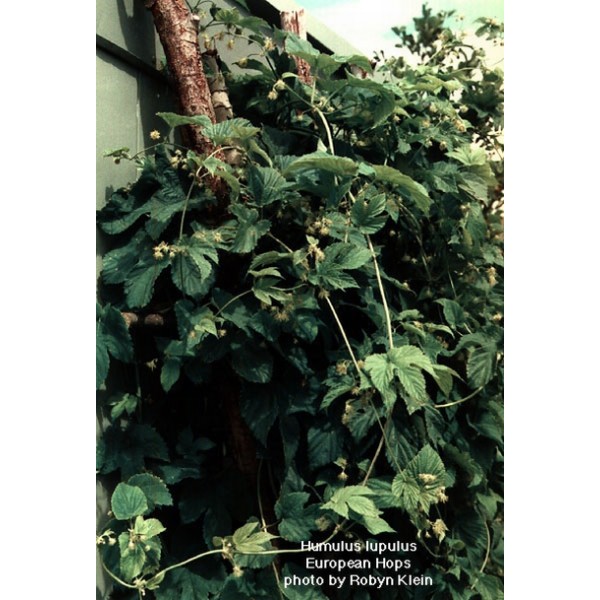 Humulus lupulus Humulus lupulus