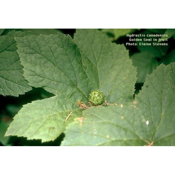 Hydrastis canadensis Hydrastis canadensis