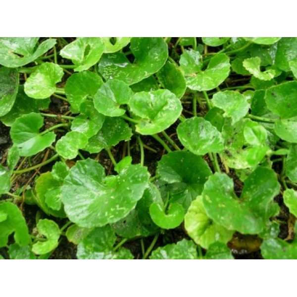 Centella (Hydrocotyl) asiatica Centella (Hydrocotyl) asiatica