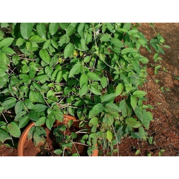 Gymnema Sylvestre Gymnema Sylvestre