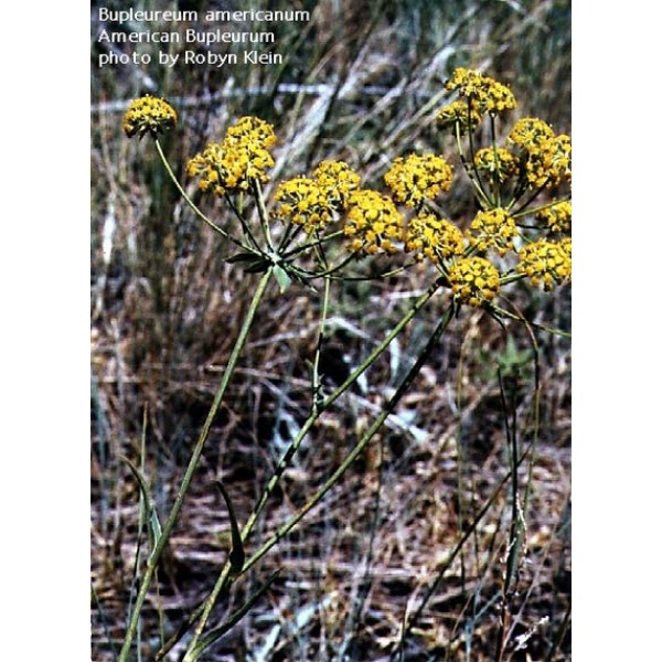 Bupleurum spp Bupleurum spp