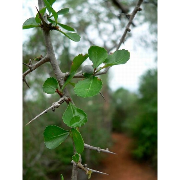 Commiphora spp Commiphora spp