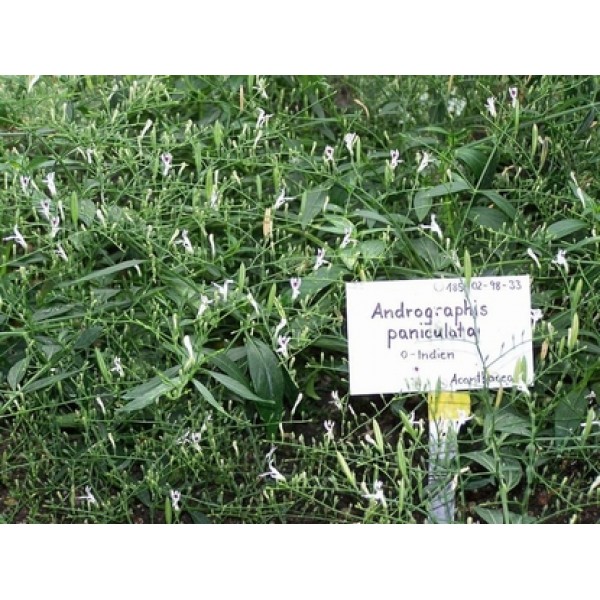 Andrographis paniculatae Andrographis paniculatae