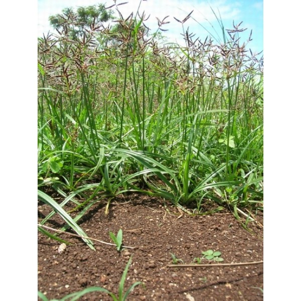 Cyperus rotundus Cyperus rotundus
